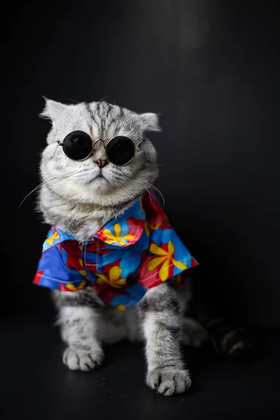 İskoç kat kedi güneş gözlüğü ve gömlek giymek.