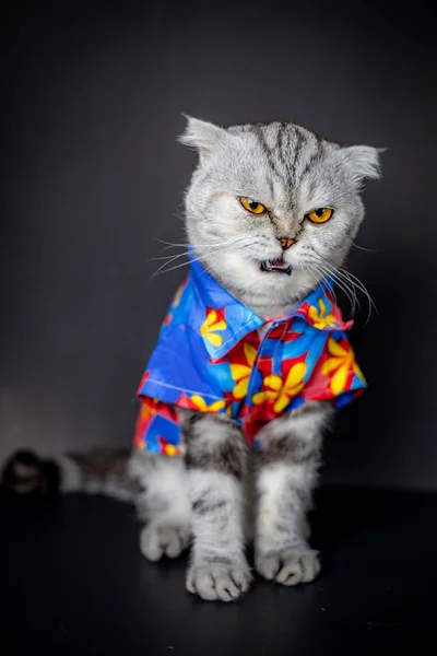 Scottish fold cat are wear floral shirt.
