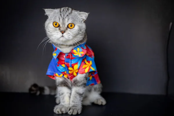 Escocês dobra gato são usar camisa floral . — Fotografia de Stock