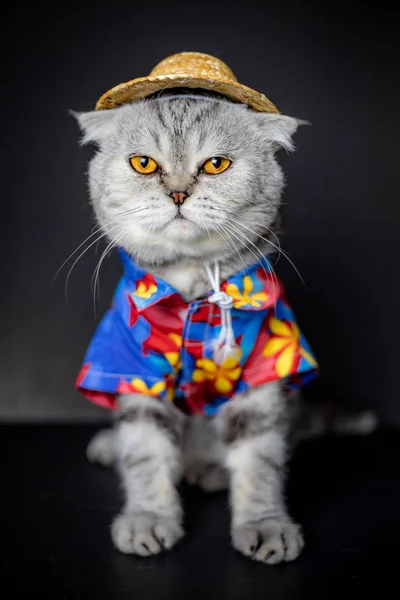 Gato pliegue escocés son usar camisa y sombrero . — Foto de Stock