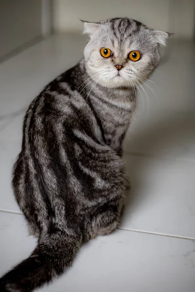 Retrato escocés plegable gato en el estudio . — Foto de Stock