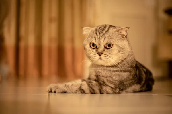 Portrait scottish fold cat in the studio. — Stock Photo, Image