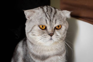 Portre İskoç kat kedi odada.