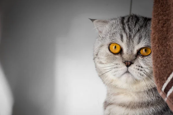 Retrato escocés plegable gato en la habitación . — Foto de Stock