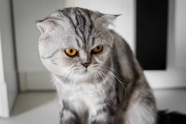 Portrait scottish fold cat in the room.