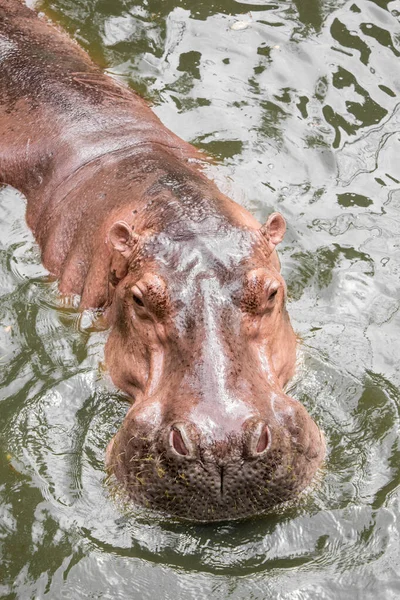 Hippo flutuando na água . — Fotografia de Stock