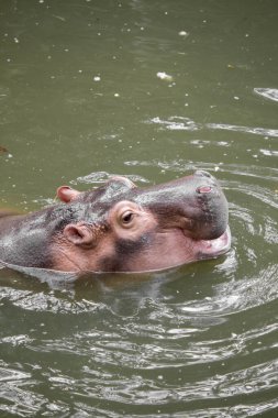 Suaygırı suda yüzüyor..