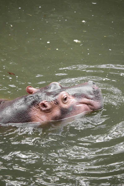 Hippo flutuando na água . — Fotografia de Stock