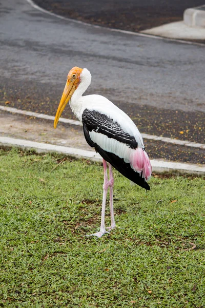 Gros plan de cigogne peinte . — Photo