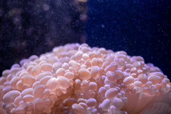 Macro shot of coral in deep sea.