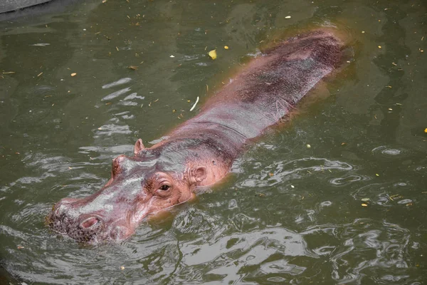 Hipopopotam unoszący się w wodzie. — Zdjęcie stockowe