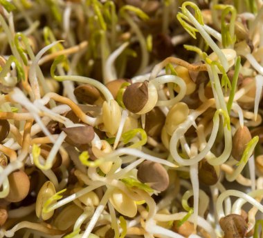 Filizlenmiş mercimek tohumları izole