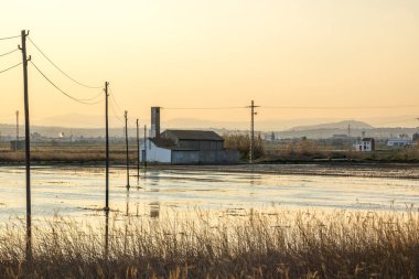 Su basmış pirinç tarlası ve geleneksel Akdeniz Albuferası Valencia, İspanya