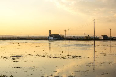 Su basmış pirinç tarlası ve geleneksel Akdeniz Albuferası Valencia, İspanya