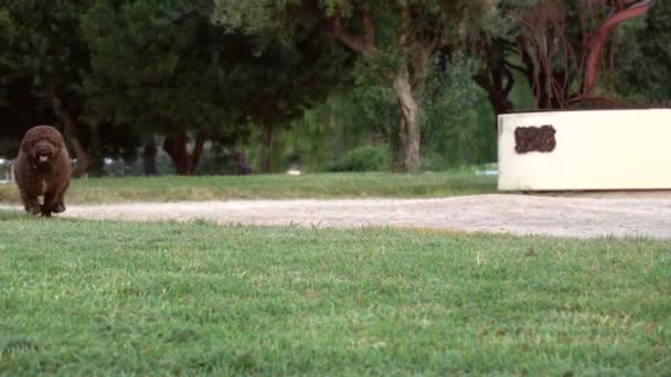 棕色西班牙水犬在户外绿草上 — 图库视频影像