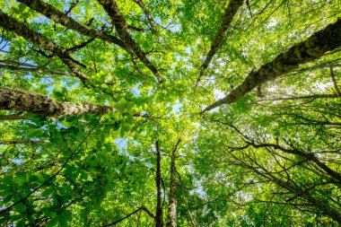Ağaçlar yukarı doğru orman yüksekliğine, büyüme süreci doğa kavramına bakıyor