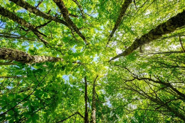 Trees upward nadir view to height in forest, growth progress nature concept