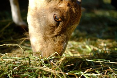 Çiftlikteki keçi saman yiyor.