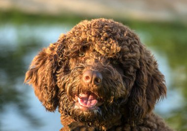 Kahverengi İspanyol Su Köpeği yeşil çimlerin üzerinde