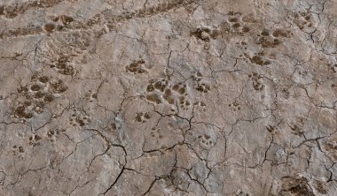 Çamur, hayvan ve doğa ile karada köpek ayak izleri.