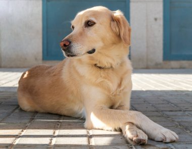 Labrador av köpeği bacak bacak üstüne atmış yatıyor.