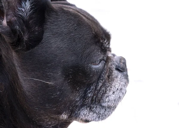 Bulldog francés negro, retrato de perfil — Foto de Stock