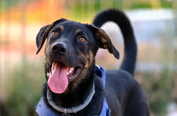 Portre siyah köpek — Stok fotoğraf