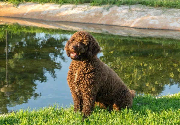 Kahverengi İspanyol Su Köpeği yeşil çimlerin üzerinde — Stok fotoğraf