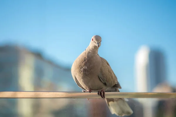 Close up tiro de pombo beautifu pomba pássaro na cidade — Fotografia de Stock