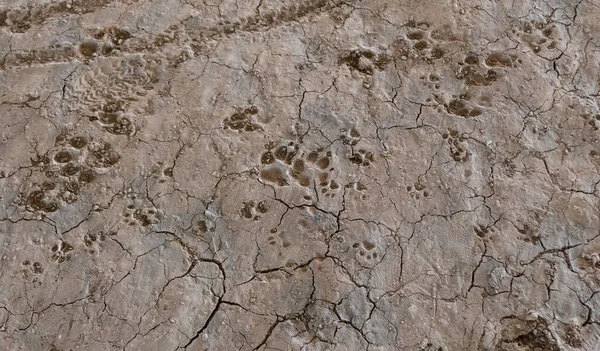 Відбиток собаки на землі з брудом, тваринами і природою — стокове фото