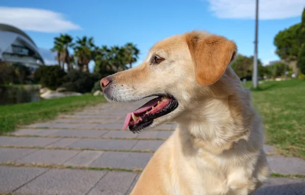 Labrador Retriever yeşil çimlerde — Stok fotoğraf