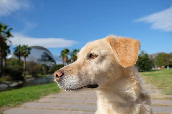 Labrador Retriever yeşil çimlerde — Stok fotoğraf