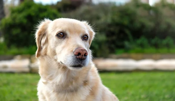 Labrador retriever on green grass lawn — Stock Photo, Image