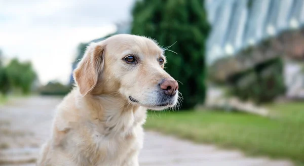 Yeşil çimlerin üzerinde sarı labrador av köpeği. — Stok fotoğraf