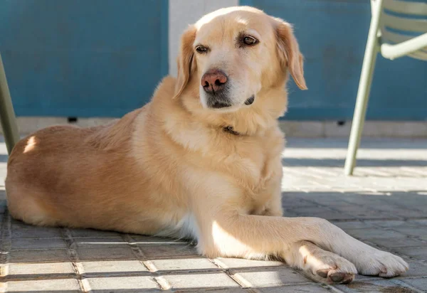 Labrador av köpeği bacak bacak üstüne atmış yatıyor. — Stok fotoğraf