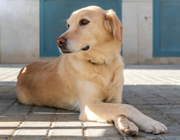 Labrador av köpeği bacak bacak üstüne atmış yatıyor. — Stok fotoğraf