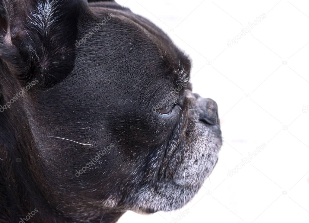 Black french bulldog, profile portrait