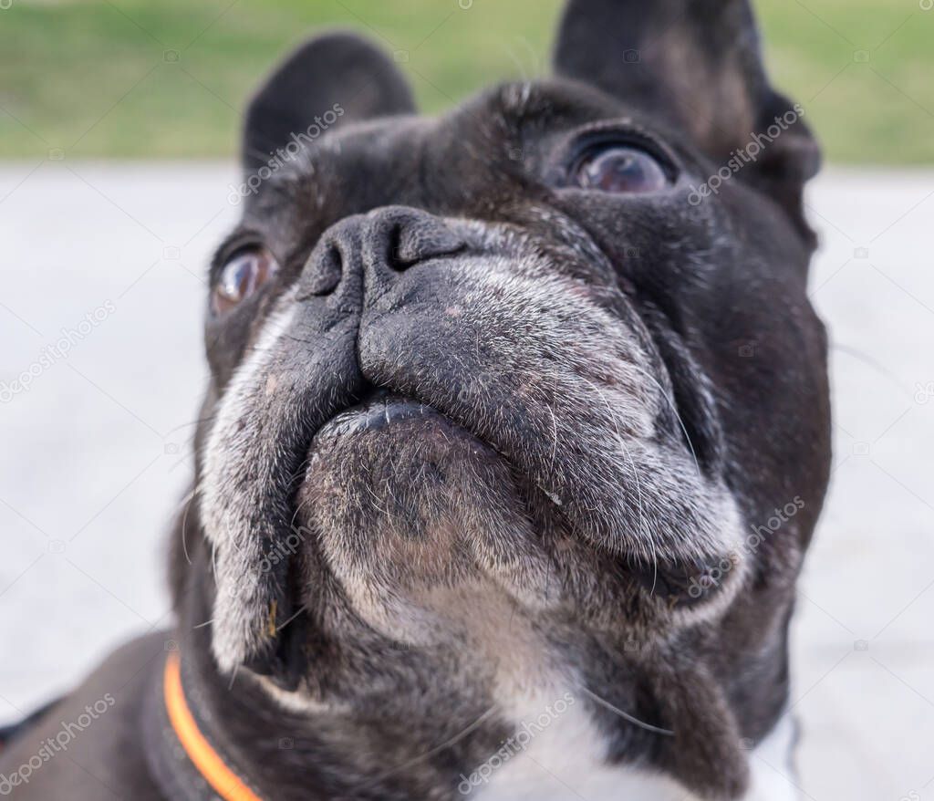 French Bulldog looking up. Selective focus on the eyes and nose