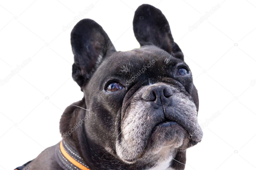 Black french bulldog, looking up pitiful. Big funny ears, asking for food