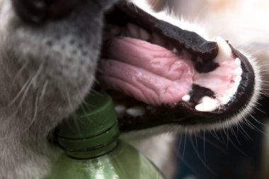 Husky şişe keki çiğniyor. Husky 'nin güvesine yaklaş..