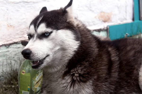 Husky puppy chewing on a stick