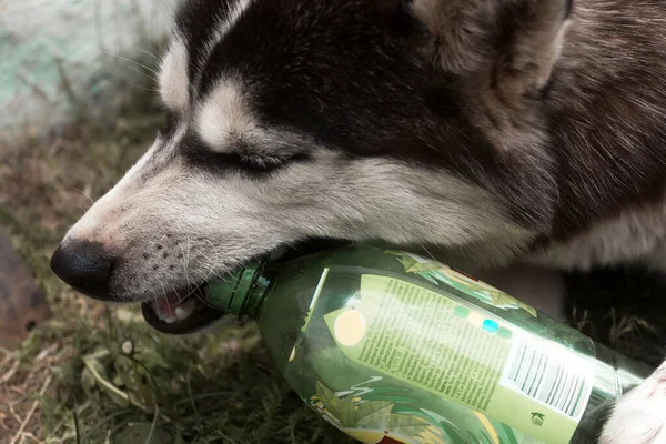 Husky Szczeniak Żucie Patyku — Zdjęcie stockowe