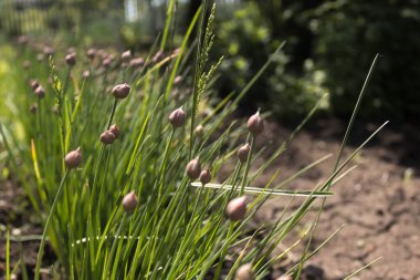Güzel, lezzetli ve kullanışlı bir geçmiş. Çiçekli bir soğan, bir tencereye ekilmiş.