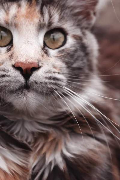 Kedi Maine Coon 'un yakın plan portresi. Kedi dışarıda çimlerin arasında uzanıyordu. Güzel sarı kedi gözleri. Hayvanlar kameraya bakmaz..