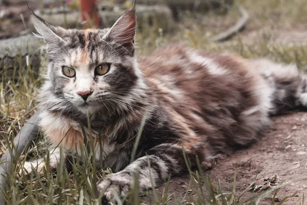 Retrato Cerca Del Gato Maine Coon Gato Yace Aire Libre — Foto de Stock