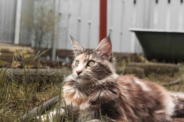 Retrato Cerca Del Gato Maine Coon Gato Yace Aire Libre — Foto de Stock