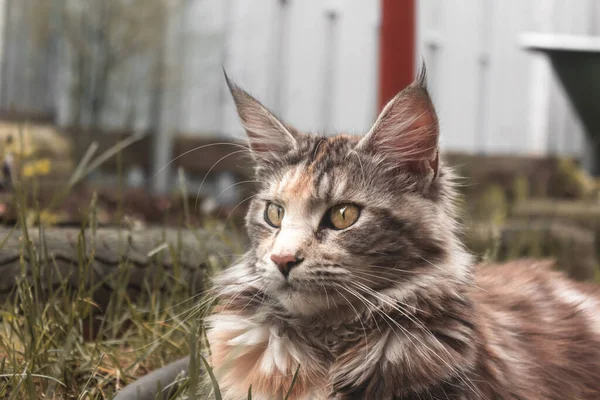 Retrato Cerca Del Gato Maine Coon Gato Yace Aire Libre — Foto de Stock