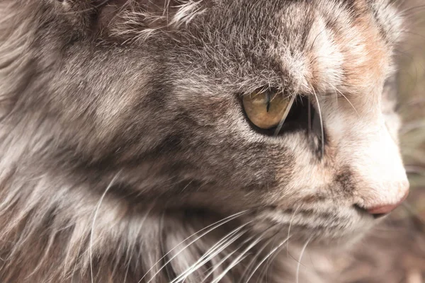 Retrato Perto Gato Maine Coon Gato Mentira Exterior Entre Grama — Fotografia de Stock