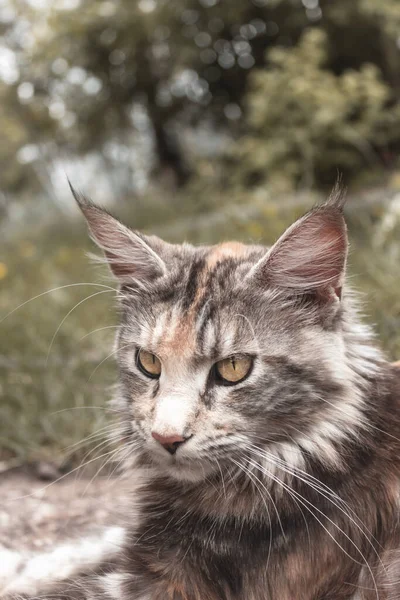 一幅猫缅因的特写肖像 猫躺在草地的外面 漂亮的黄猫眼 动物不看相机 — 图库照片