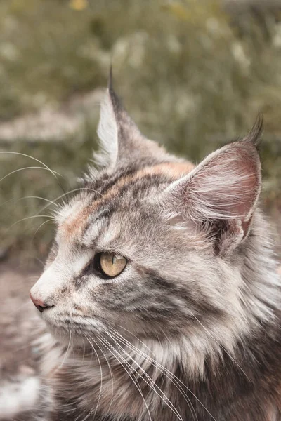 猫のメインコーンのクローズアップ肖像画 猫は芝生の間の屋外に横たわっている 美しい黄色い猫の目 動物はカメラを見ない — ストック写真